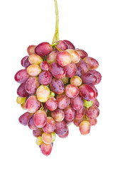 Pink grape