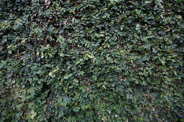 Background concrete wall 