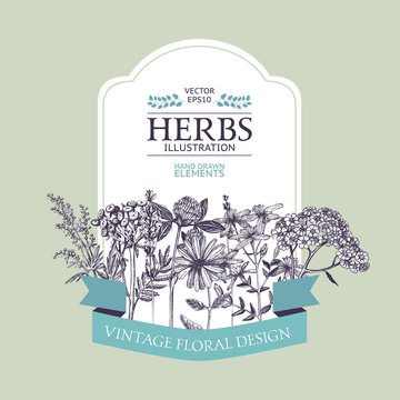 Vector design with hand drawn herbs. Decorative background with vintage medicinal herbs sketch