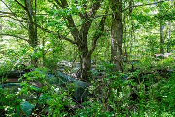 Smashed Cars in Trees