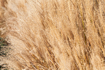 Dry fluffy reed flowers in Autumnal park