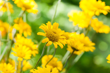 Yellow daisies in summer garden, closeup photo