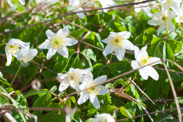  European wood anemones flowers in spring