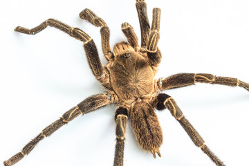 Tarantula Isolated on white Background