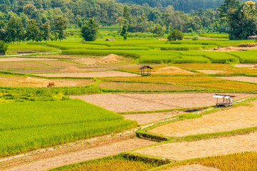 Asian rice field after harvest in Nan province, Thailand
