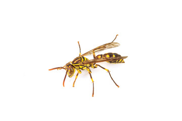 wasp isolated on white background