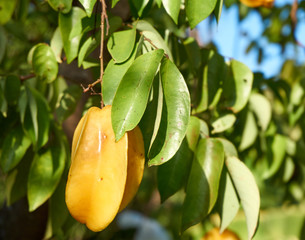 Star apple on tree branch
