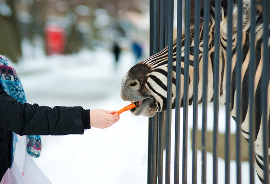 Feeding The Animals At The Zoo.