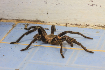 close up Tarantula