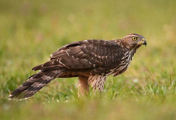 Young Sparrow hawk (Accipiter gentilis)