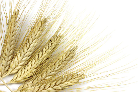 Background with spikelets of rye