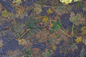 Autumnal Leaves and Bitumen/ A background made of autumnal leaves pressed flat into bitumen pavement