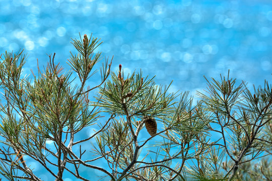 Kiefer&auml;ste vor blauem Meereshintergrund