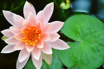 Fototapeta premium Pink lotus blossoms or water lily flowers blooming on pond