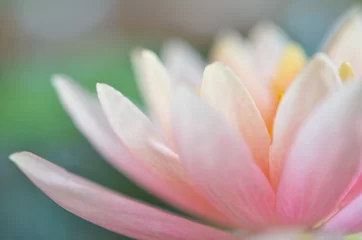 Printed kitchen splashbacks Lotusflower Pink lotus blossoms or water lily flowers blooming on pond
