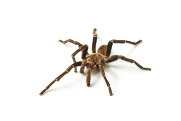 Tarantula Isolated on white Background