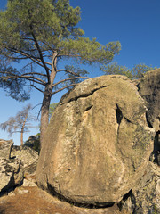 Granito y pinos en Cadalso de los Vidrios. Madrid