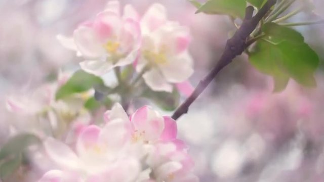 Pan across pink and white apple blossoms with transparent effect on soft blur background. Excellent nature scene. Shallow dof. Slow motion full HD footage 1920x1080
