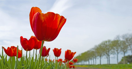 Obraz premium Tulips in a sunny field in spring