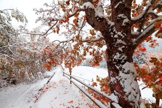 Fototapeta Two seasons - winter and autumn scene in the park