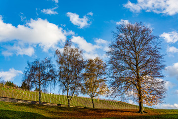 German vineyard and trees on a beautiful autumn day