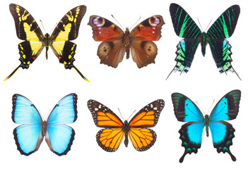 Obraz na płótnie Canvas Tropical butterflies border