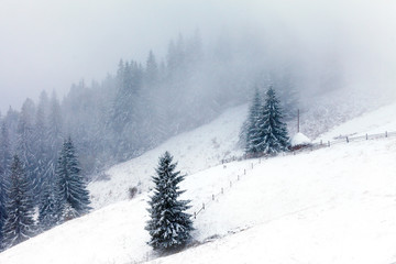 Foggy forest in winter