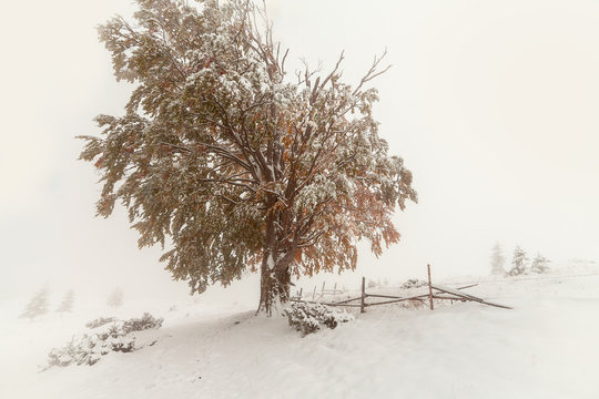 Fototapeta Two seasons - winter and autumn scene in the park