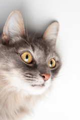 Gray cat portrait closeup