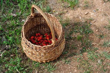 panier de fraise