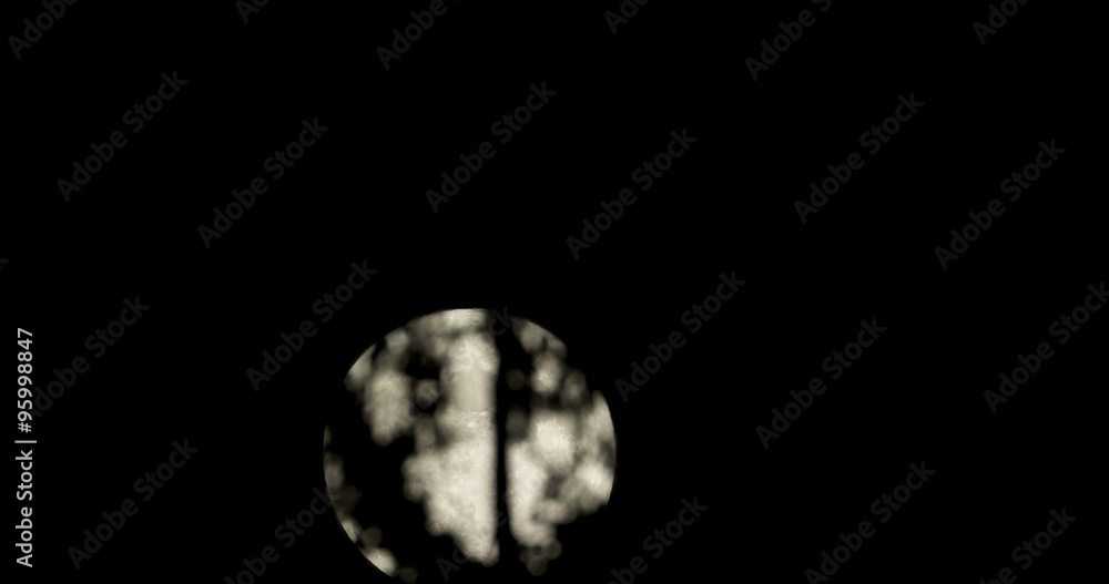 Wall mural timelapse of the full moon through the branches of a pine tree. 4k footage made of high resolution i