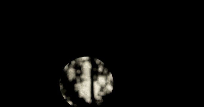 Timelapse of the full moon through the branches of a pine tree. 4k footage made of high resolution images shot in RAW.