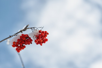 Frozen rowanberry under the snow