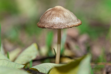 single mushroom