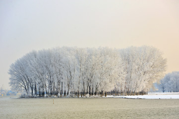 Frosty winter tree