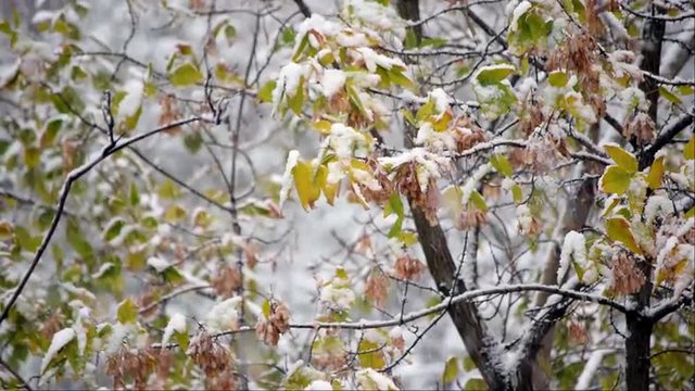 Scenic nature background with first heavy snow fall against Box-elder (Acer negundo). Blizzard. Slow motion hd footage. 1920x1080

