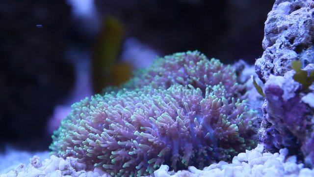 Marine aquarium coral