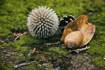 Obraz premium Autumn Still Life with Thistle,Acorn and Leaf on Moss Background