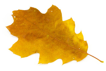 Oak leaf