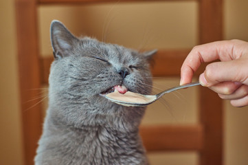 Girl feeding a british shorthair cat with a spoon