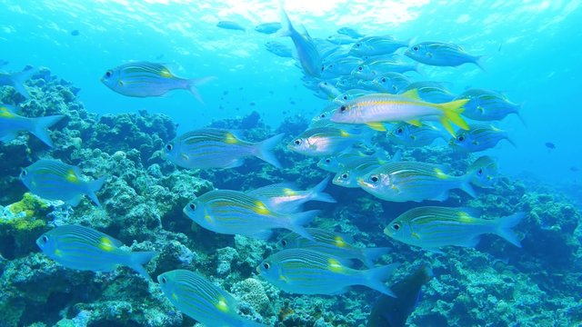 Underwater Scene. Coral Reef Colorful Fish Groups