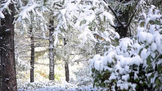 Beautiful nature scene with snow fall in the park in sunny day. Great background with first heavy snow on foliage. Slow motion hd footage. 1920x1080
