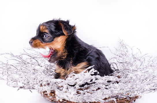 Yorkshire Terrier puppy sitting anw jawning with Christmas snowy wreath and decor, 2 months old, isolated on white. New year dog.