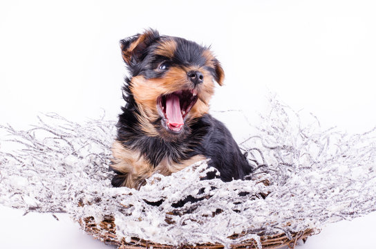 Yorkshire Terrier puppy sitting anw jawning with Christmas snowy wreath and decor, 2 months old, isolated on white. New year dog.