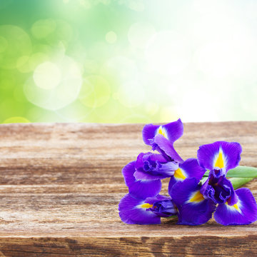 spring blue irises