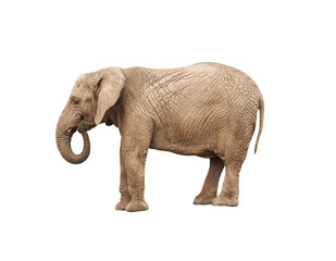 solated adult elephant