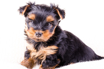 Cute yorkshire terrier puppy sitting, 2 months old, isolated on white.