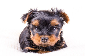 Cute yorkshire terrier puppy sitting, 2 months old, isolated on white.