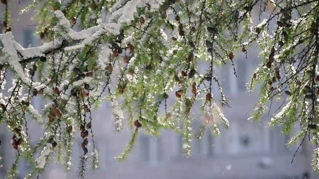 Fascinating urban scene with closeup of Larch (Larix) branch against building in snowfall. Cinematic nature background with first heavy snow on foliage in sunny day. Slow motion hd footage.
