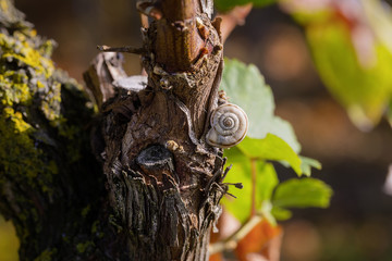 Reben Schnecke